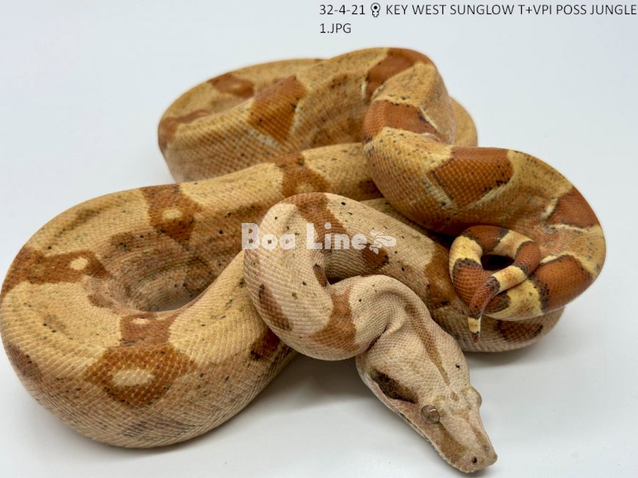 KEY WEST SUNGLOW T+VPI POSS JUNGLE 1